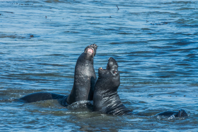 USA, Kalifornien, San Simeon, Piedras Blancas Sea Elephant Rockery, kämpfende Seeelefanten (2016)